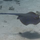 Stingray
