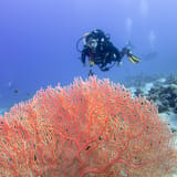 Sea fan