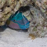 Asleep in a bubble