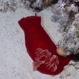 Spanish dancer