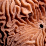 Brain coral