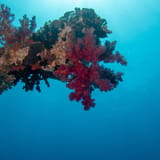 Soft coral on the wreck