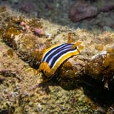 Pyjama nudibranch