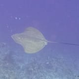 Ray over the reef