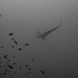 Thresher and fish