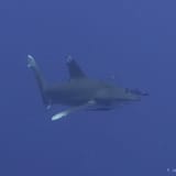 Oceanic whitetip