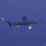 Longimanus