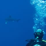 Whitetip and diver