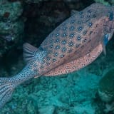 Boxfish