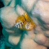 Christmas tree worm