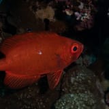 Bigeye