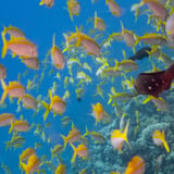 Anthias