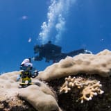 Dive buddy