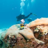 Dive buddy, wider