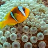 Red Sea anemonefish