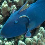 Triggerfish