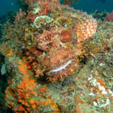 Scorpionfish