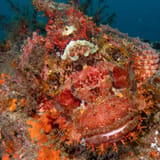 Spot the scorpionfish