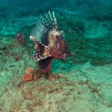 Lionfish