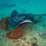 Stingray