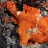 Orange frogfish