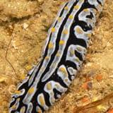 Nudibranch
