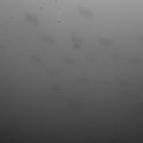School of rays