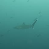 Shark in the green