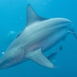 Blacktip