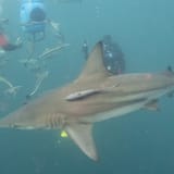Shark dive