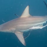 Blacktip and remora