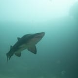 Raggie overhead