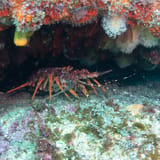 Crayfish