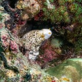 Snowflake moray