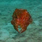 Cuttlefish