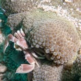 Porcelain crab