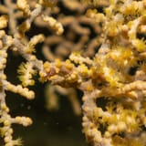 Spot the pygmy seahorse