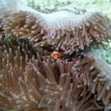 Anemonefish