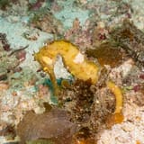 Yellow seahorse