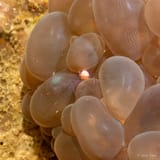 Bubble coral shrimp