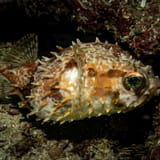 Porcupinefish