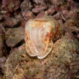 Cuttlefish on the rubble