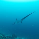 Monad Shoal