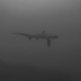 One more thresher