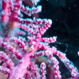 Pink sea fan