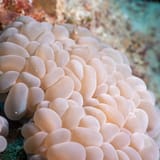 Bubble coral