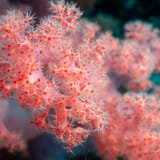 Soft coral