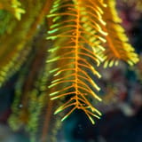 Feather star
