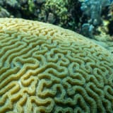 Brain coral