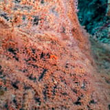 Orange sea fan